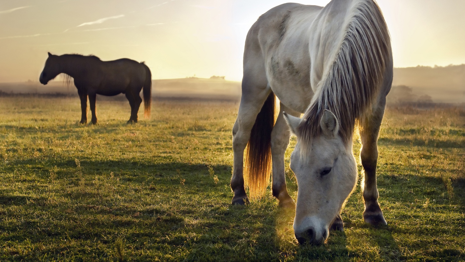 Две лошади пасутся на зеленой траве на рассвете 