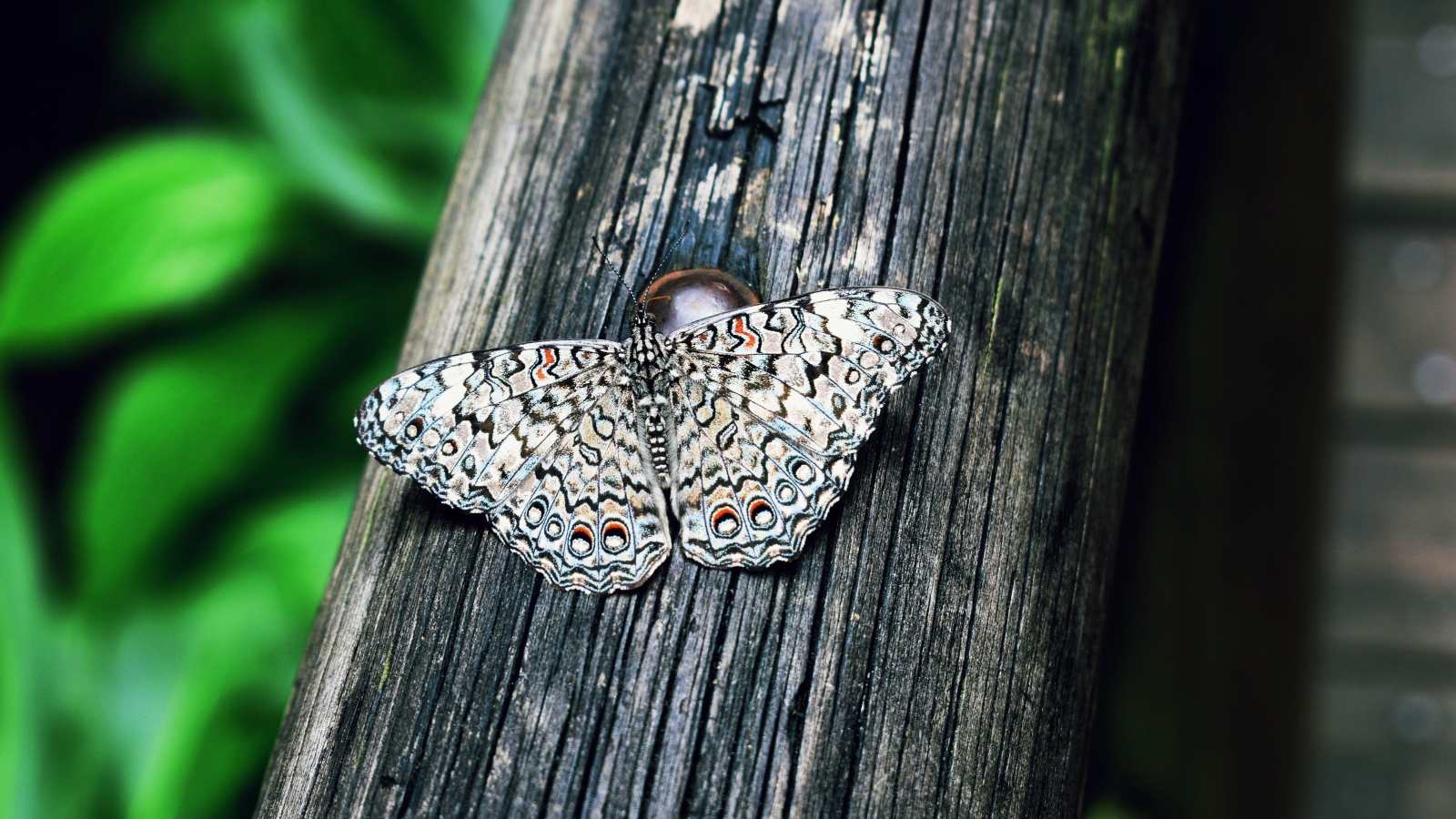 Красивая бабочка сидит на деревянном столбе