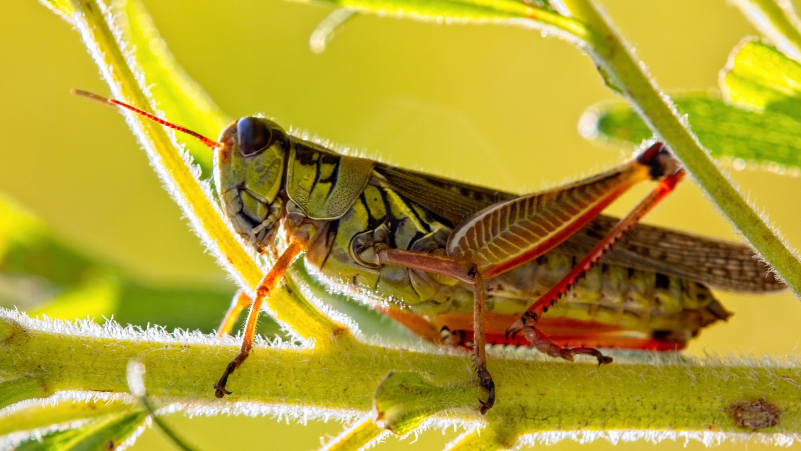 Большой кузнечик сидит на зеленой ветке