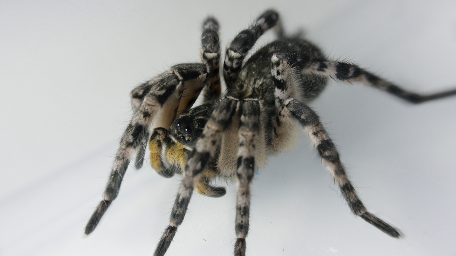 Большой паук на сером фоне крупным планом