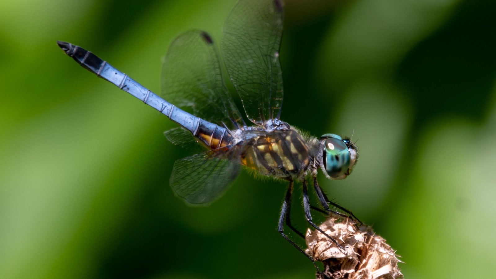 Голубая стрекоза сидит на цветке