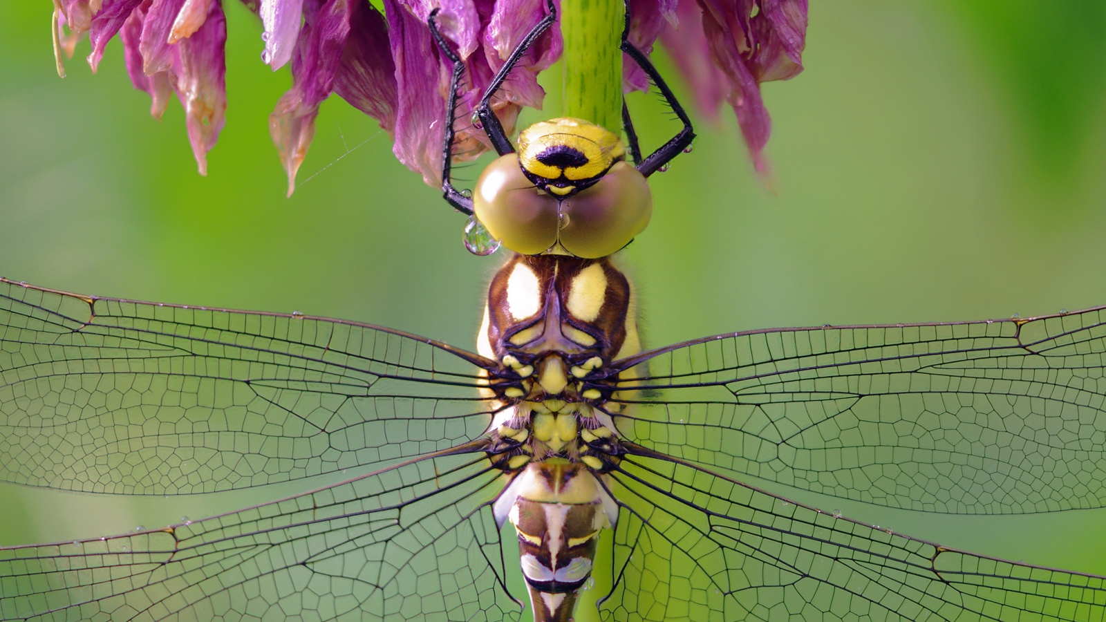 Стрекоза сидит на цветке крупным планом