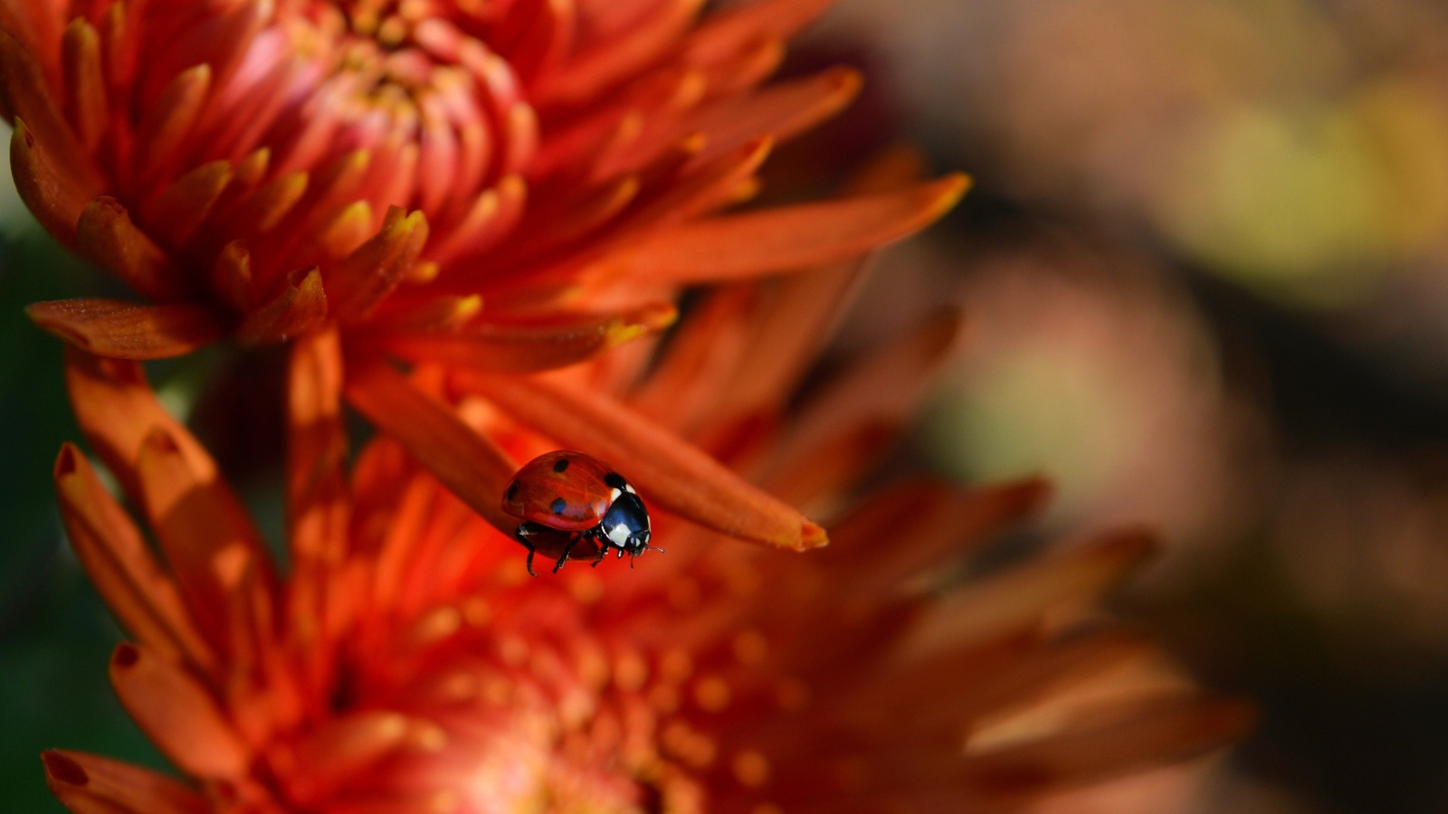 Маленькая красная божья коровка на цветке 
