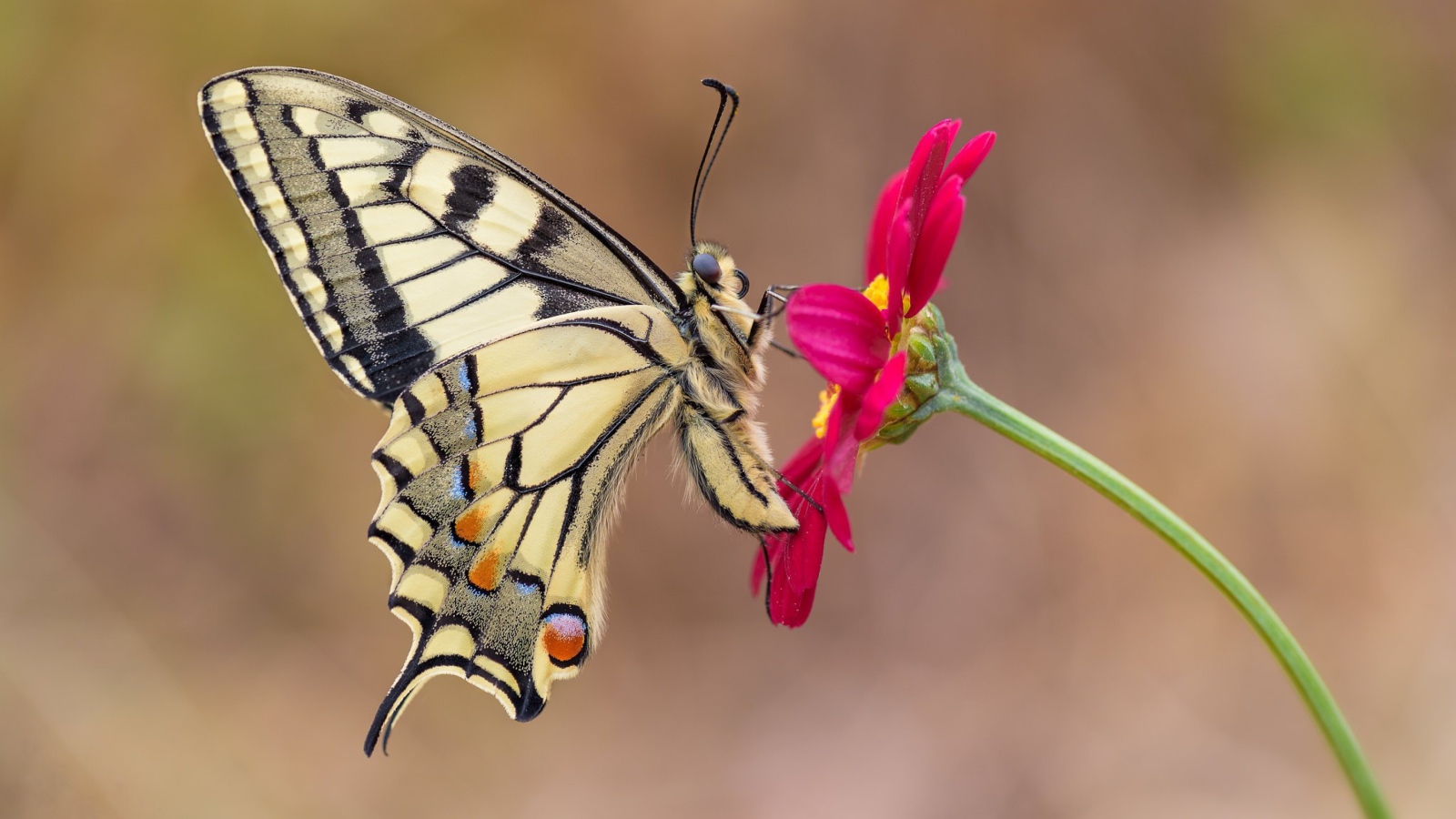 Бабочка махаон сидит на розовом цветке