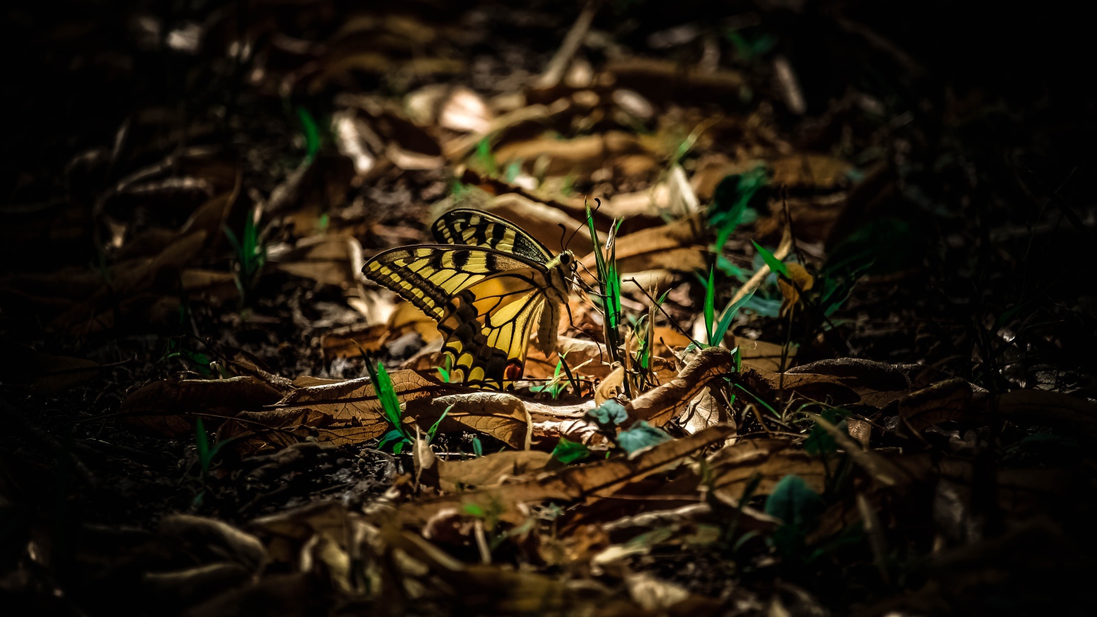 Бабочка махаон сидит на зеленой траве