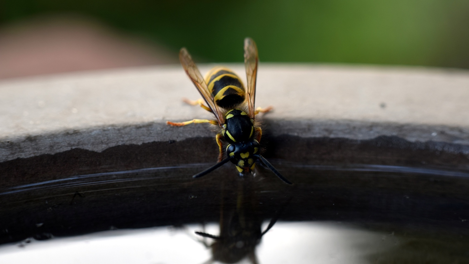 Оса пьет воду из бочки