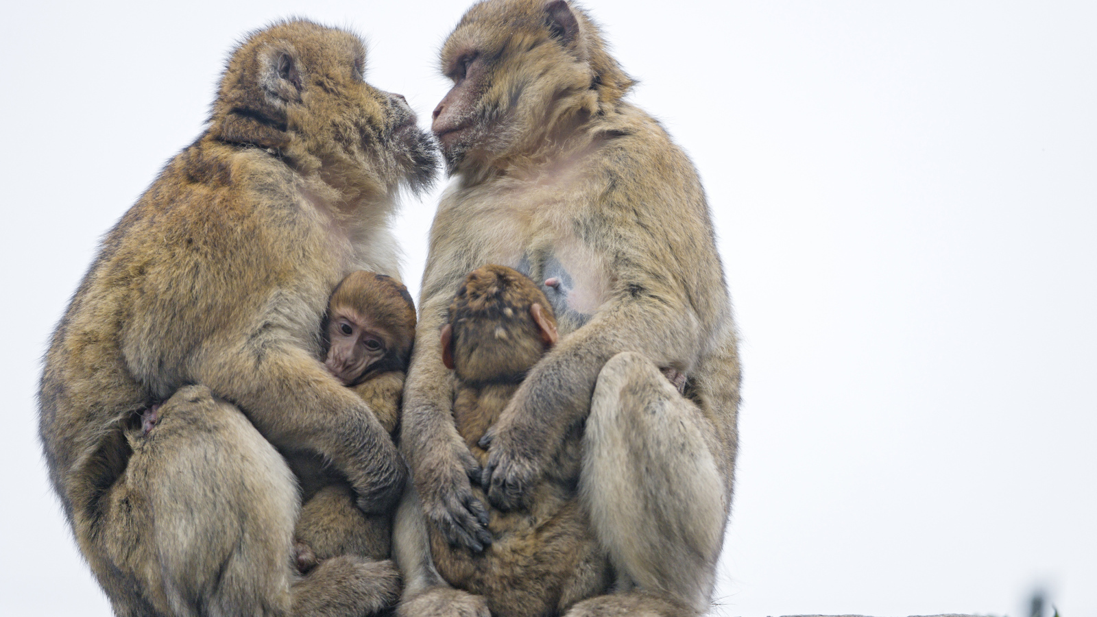 Две обезьяны с детенышами 