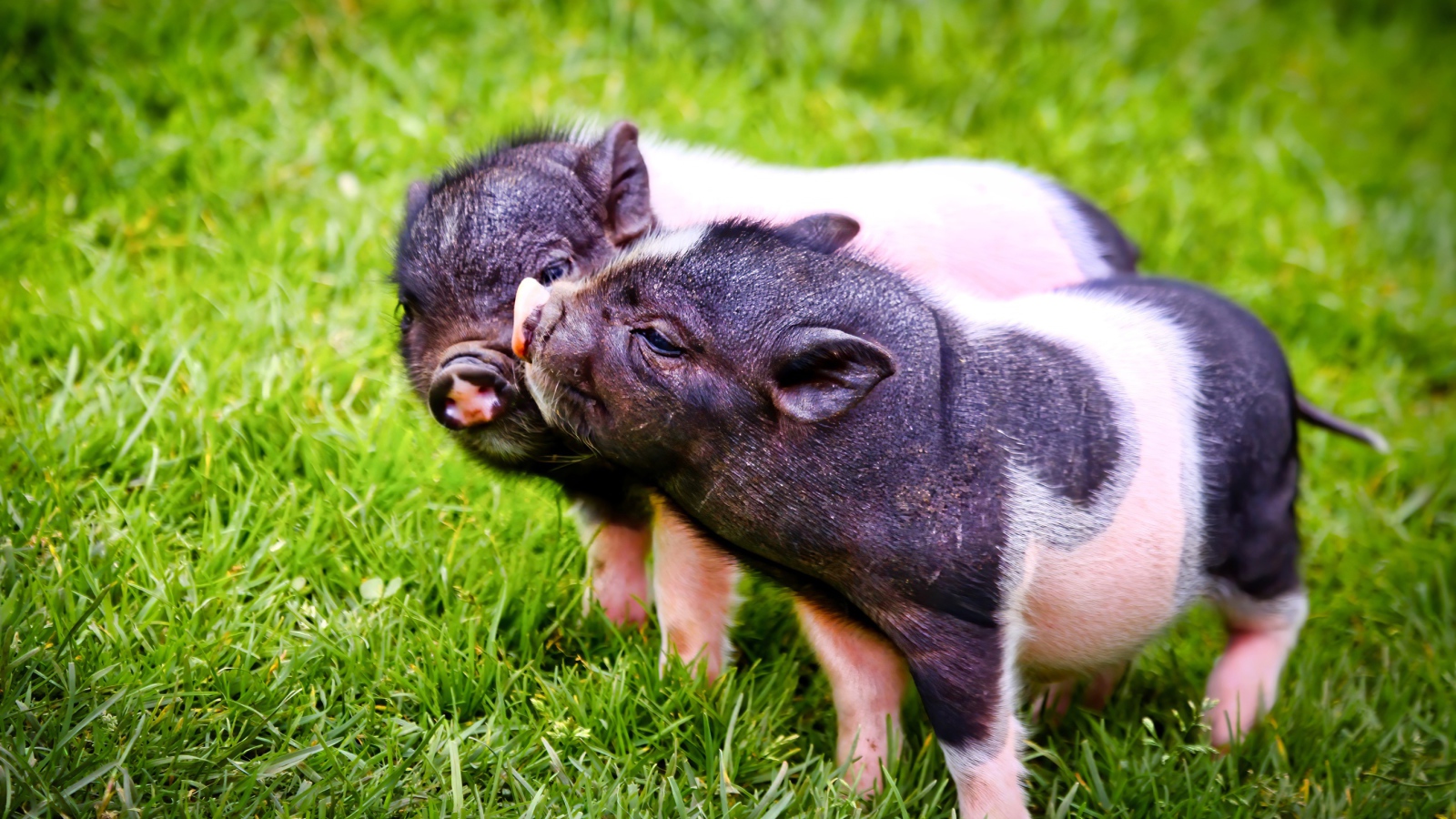 Два милых поросенка на зеленой траве