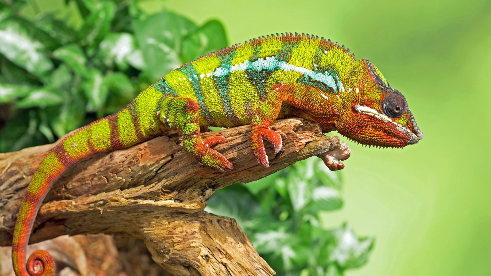 Большой красивый хамелеон сидит на дереве