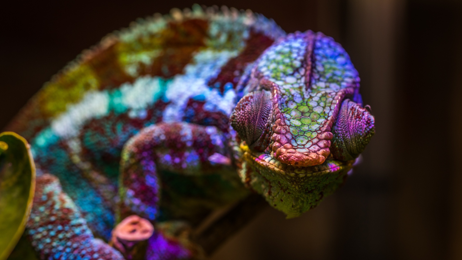 Хамелеон с разноцветной окраской сидит на ветке