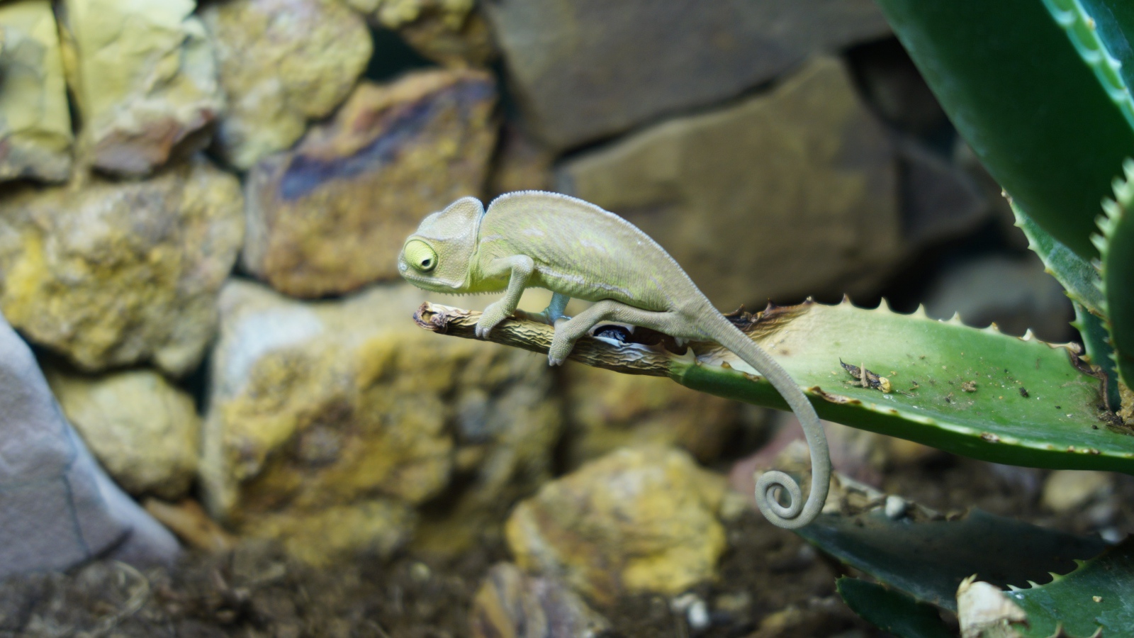 Зеленый хамелеон сидит на ветке алоэ