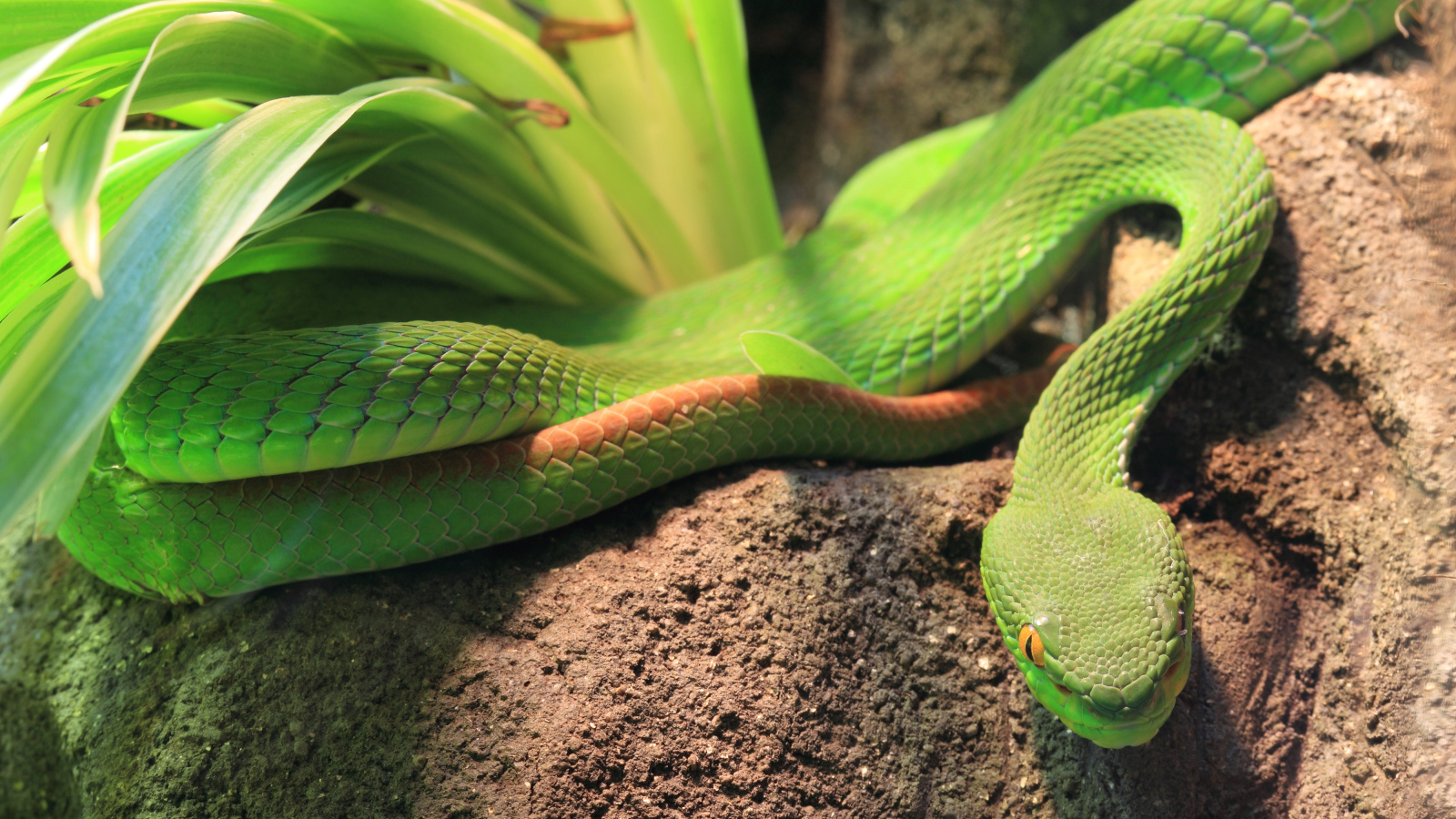 Зеленая змея ползет по земле у растения 