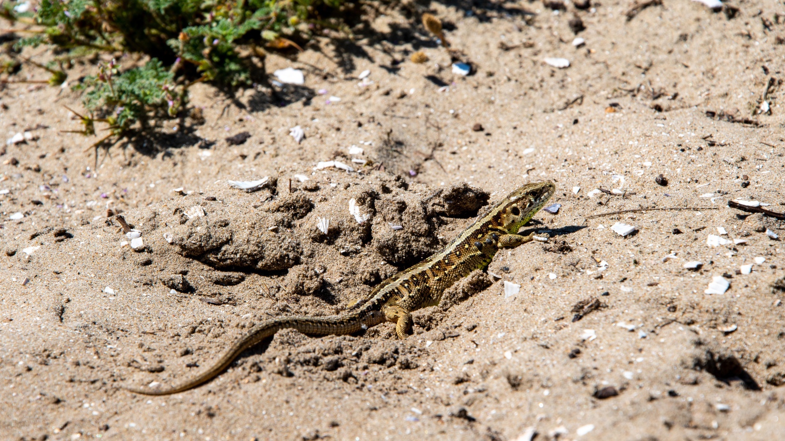 Маленькая быстрая ящерица на песке 