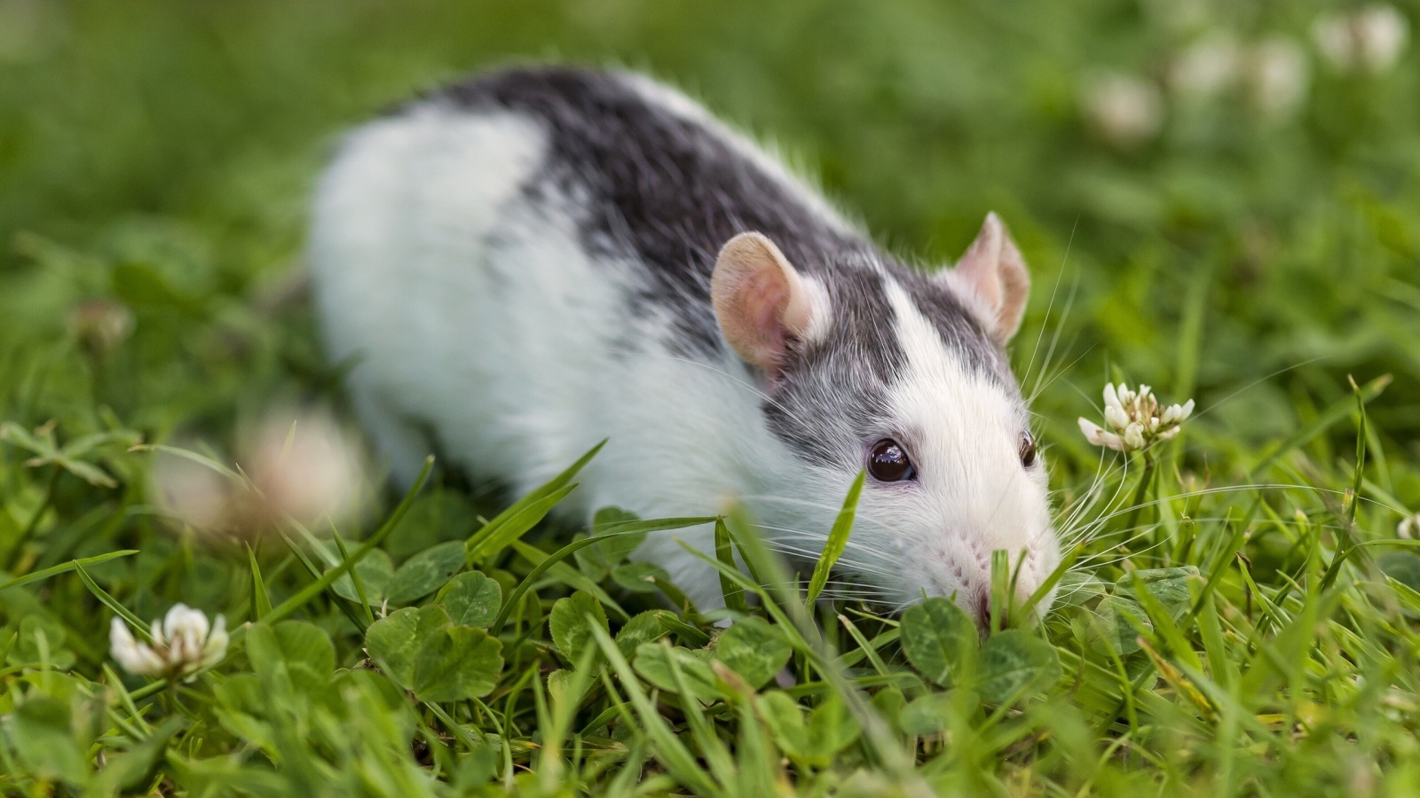 Крыса сидит в зеленой траве, символ нового года 2020 