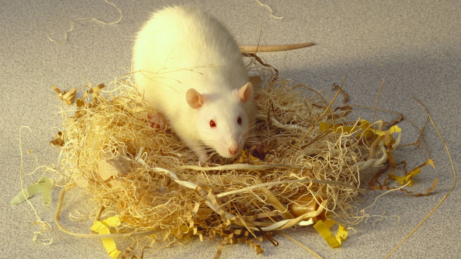 Белая крыса делает себе гнездо