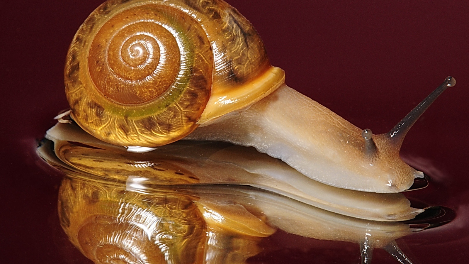 Большая улитка на красном фоне