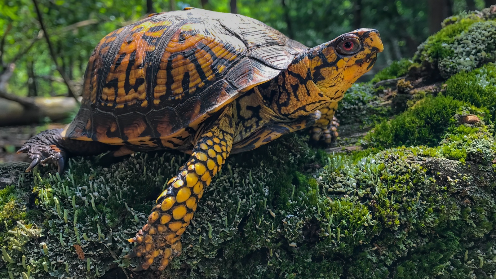 Большая черепаха на покрытом мхом камне