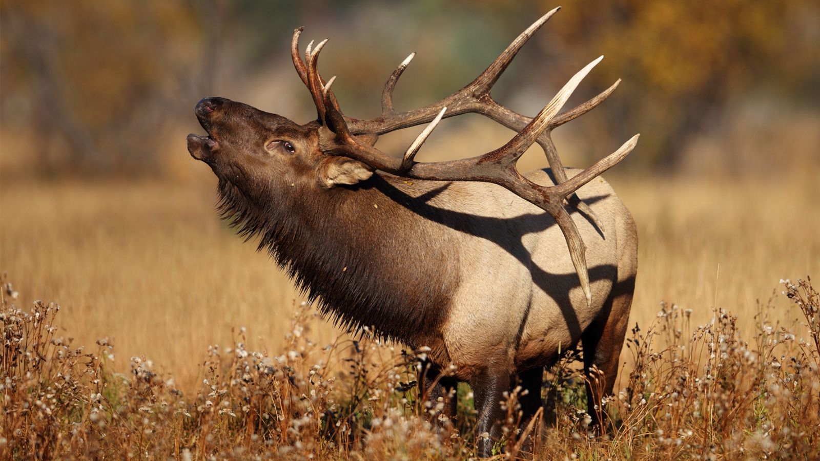 Большой олень с рогами в траве