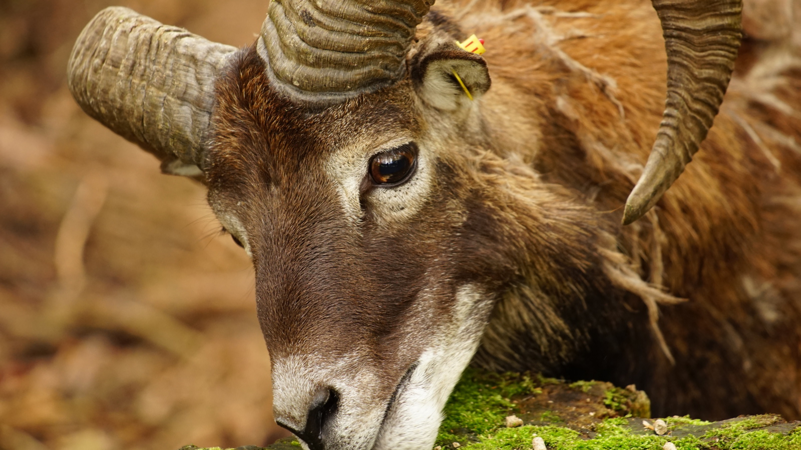 Большой муфлон ест корм