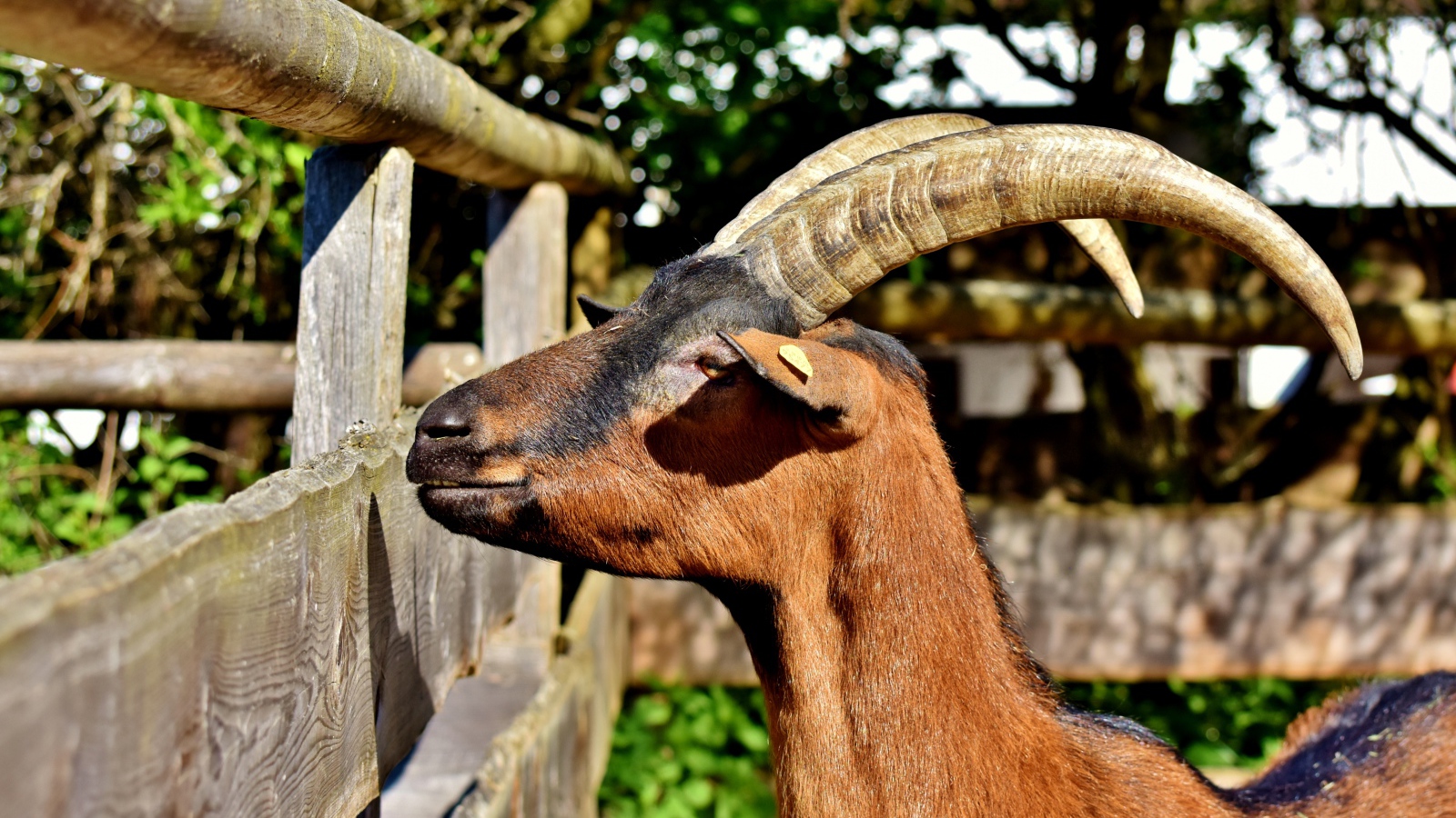 Коза с длинными рогами в зоопарке 