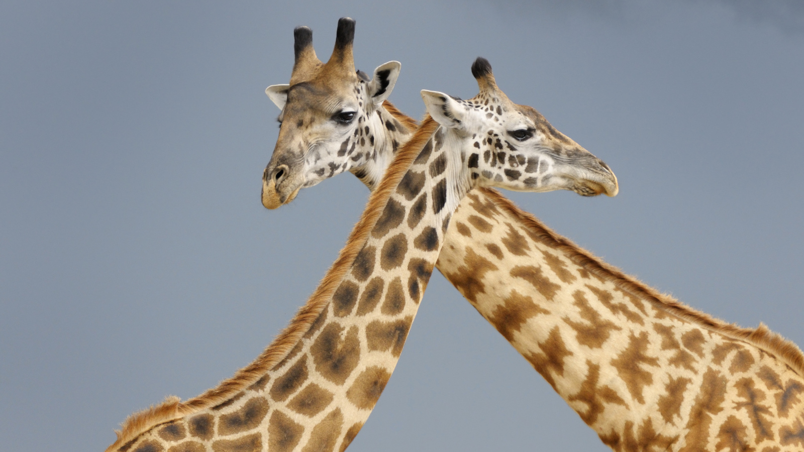 Два жирафа на сером фоне