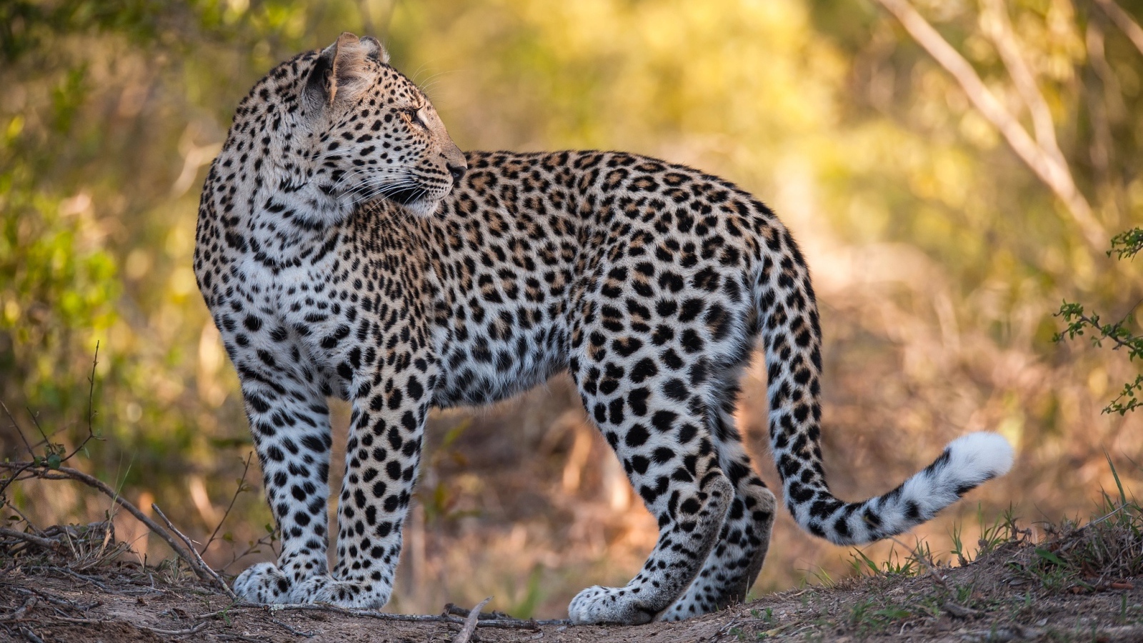 Красивый пятнистый леопард стоит на дороге