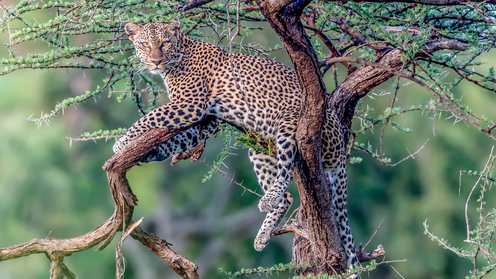Большой пятнистый леопард лежит на дереве