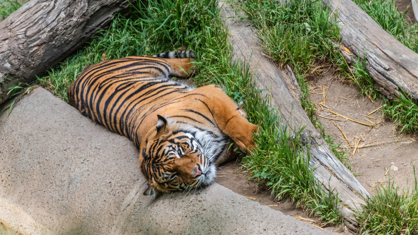 Большой полосатый тигр лежит на зеленой траве в зоопарке