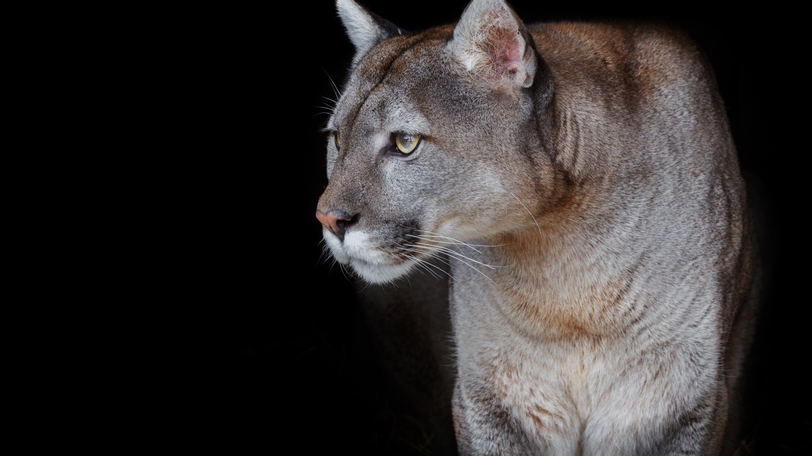 Beautiful graceful cougar on a black background