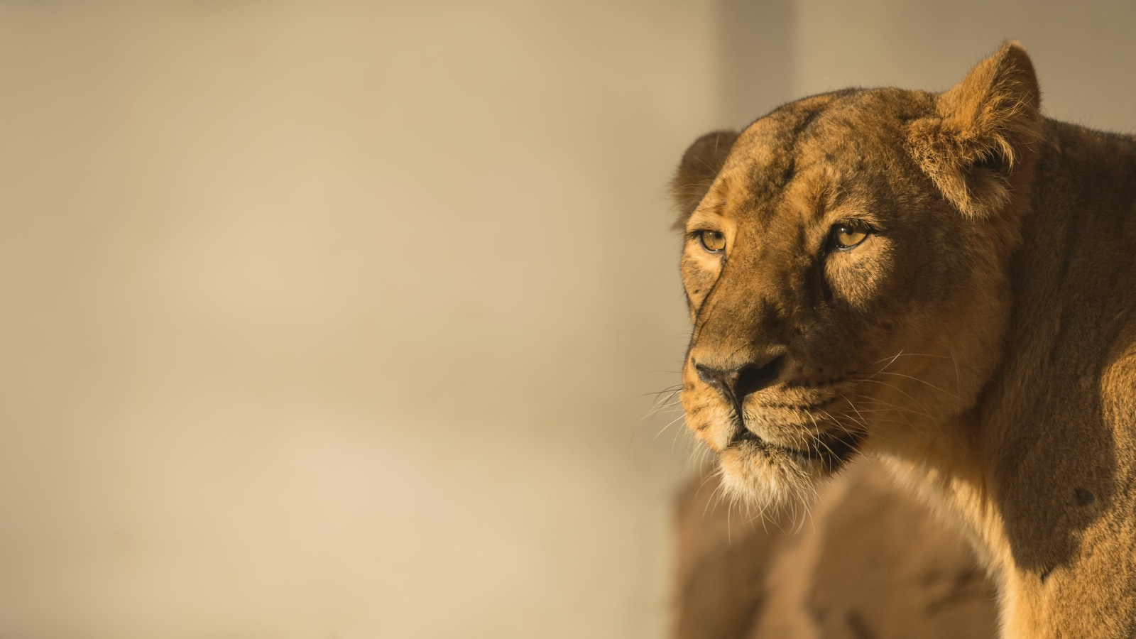 Большая львица в лучах солнца 