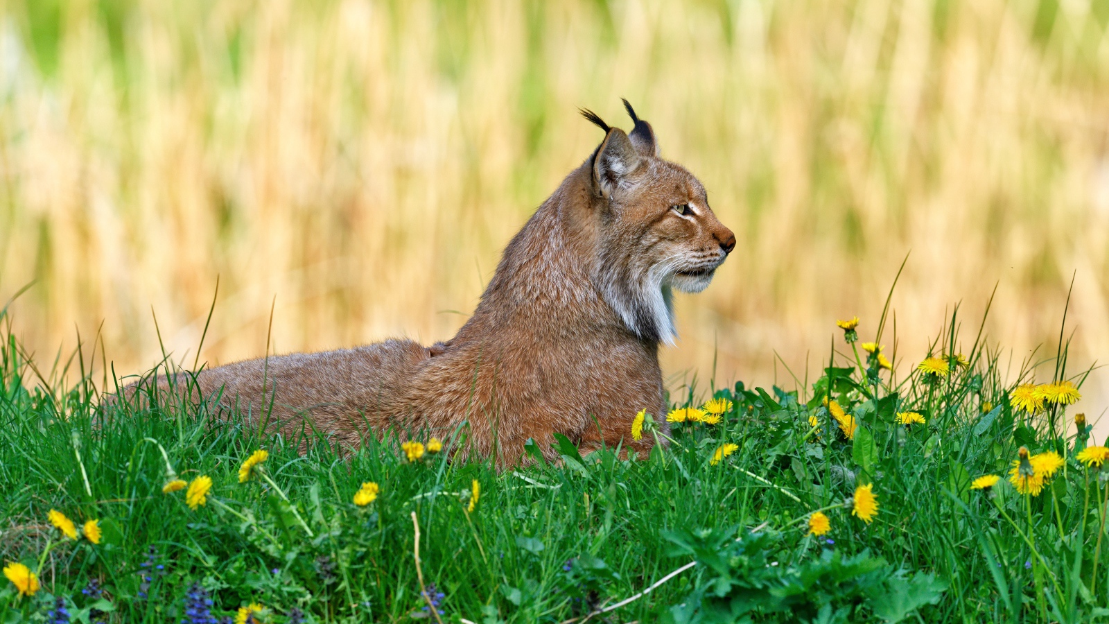 Большая рысь лежит на зеленой траве