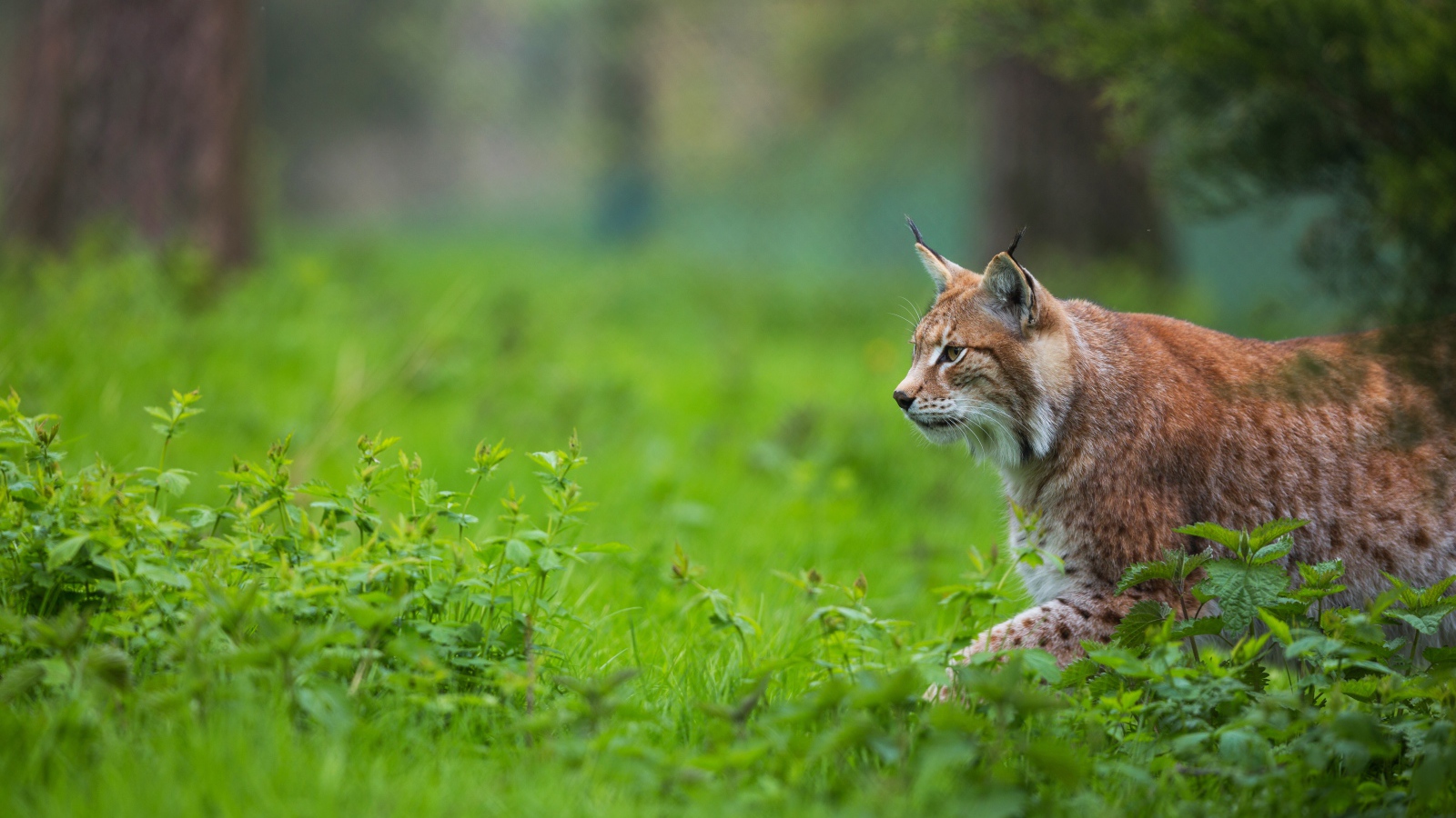 Большая рысь крадется по зеленой траве