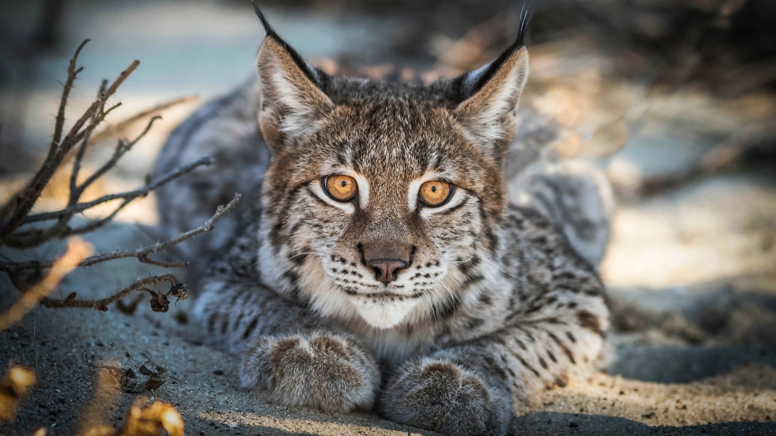 Большая рысь с желтыми глазами лежит на песке 