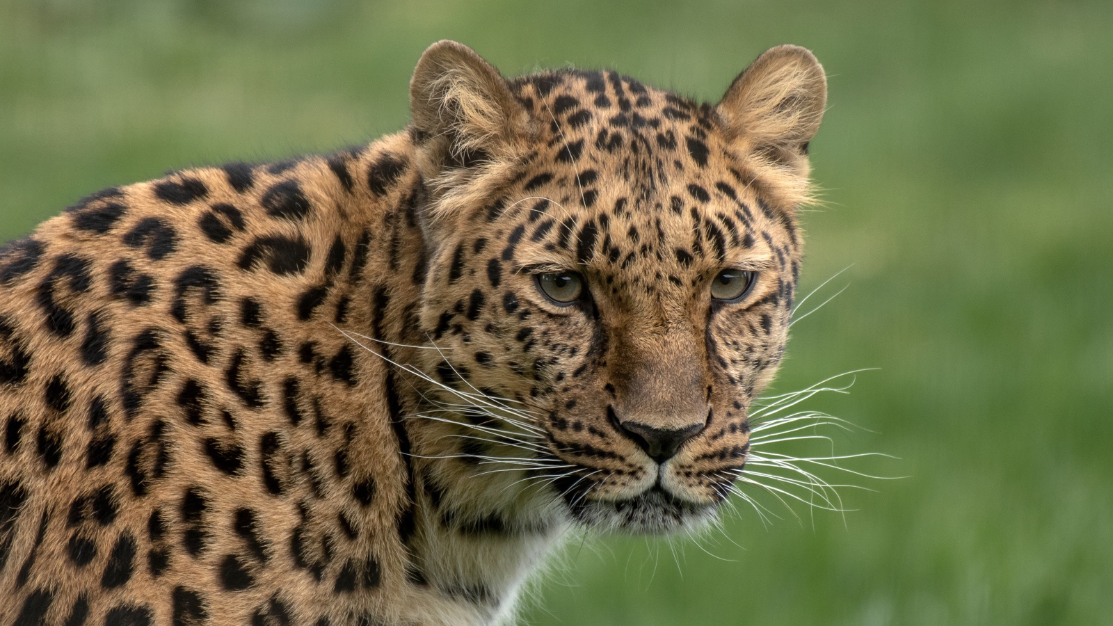 Большой пятнистый леопард крупным планом