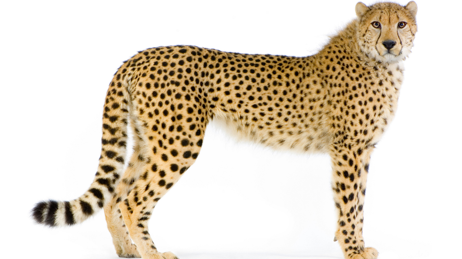 Большой пятнистый леопард на белом фоне