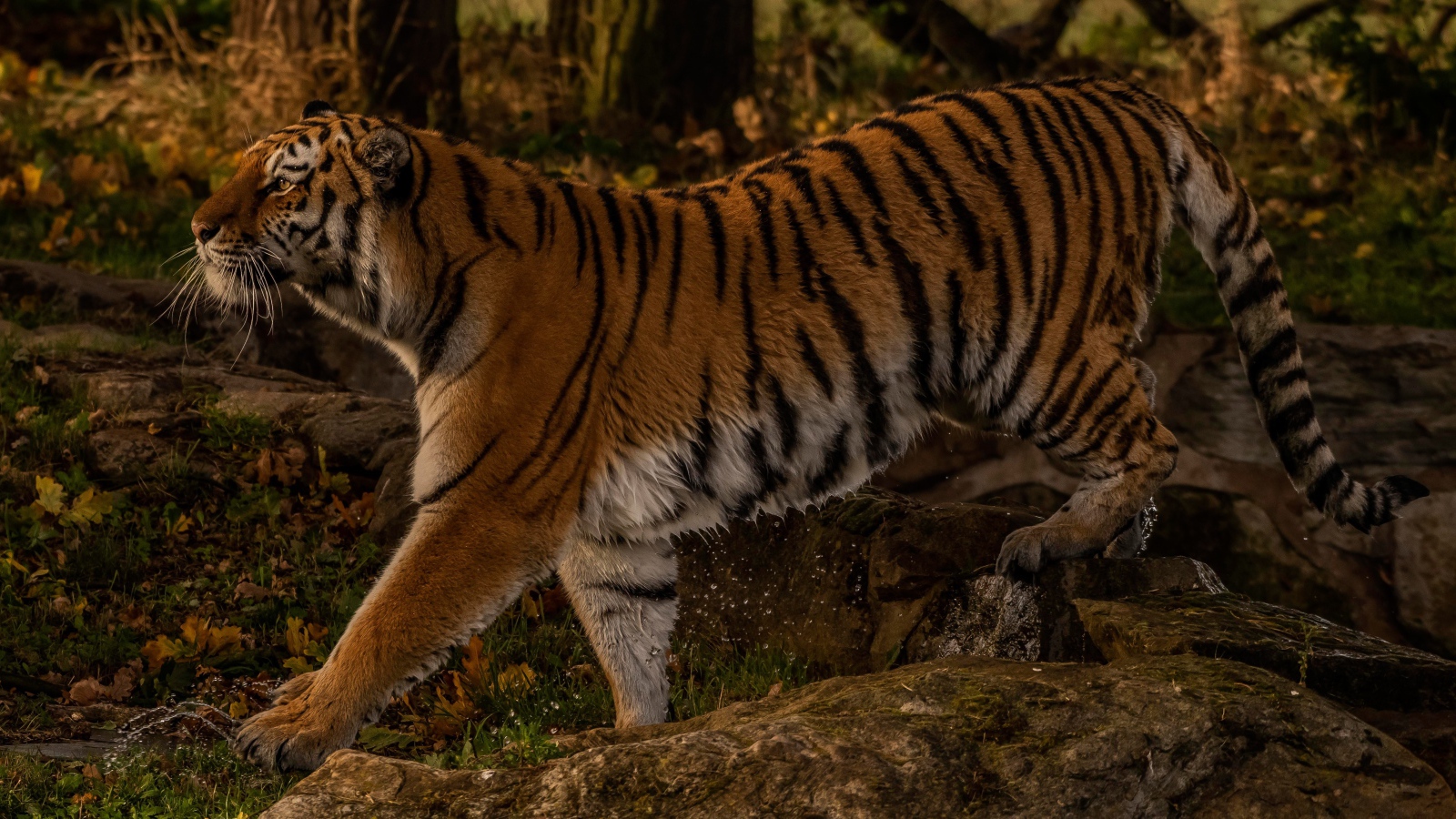 Большой мокрый тигр идет по камням