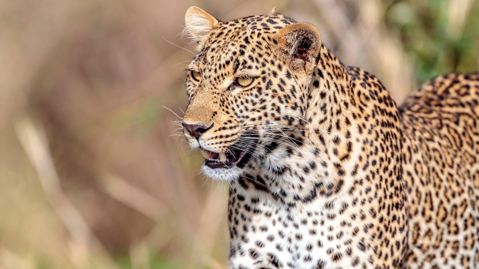 Great Spotted Leopard With Open Mouth Desktop Wallpapers 1600x900 Images, Photos, Reviews