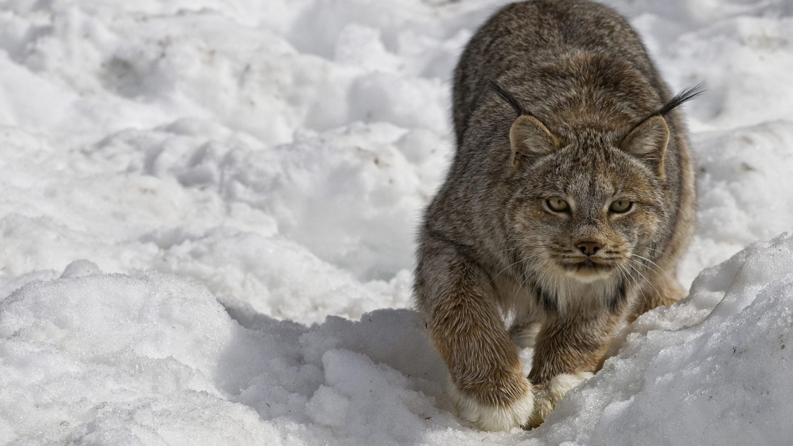 Рысь крадется по снегу зимой