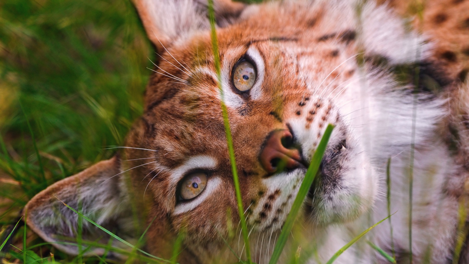 Морда рыси крупным планом на зеленой траве