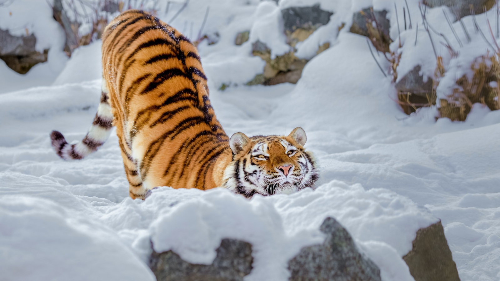 Satisfied striped big tiger in the snow
