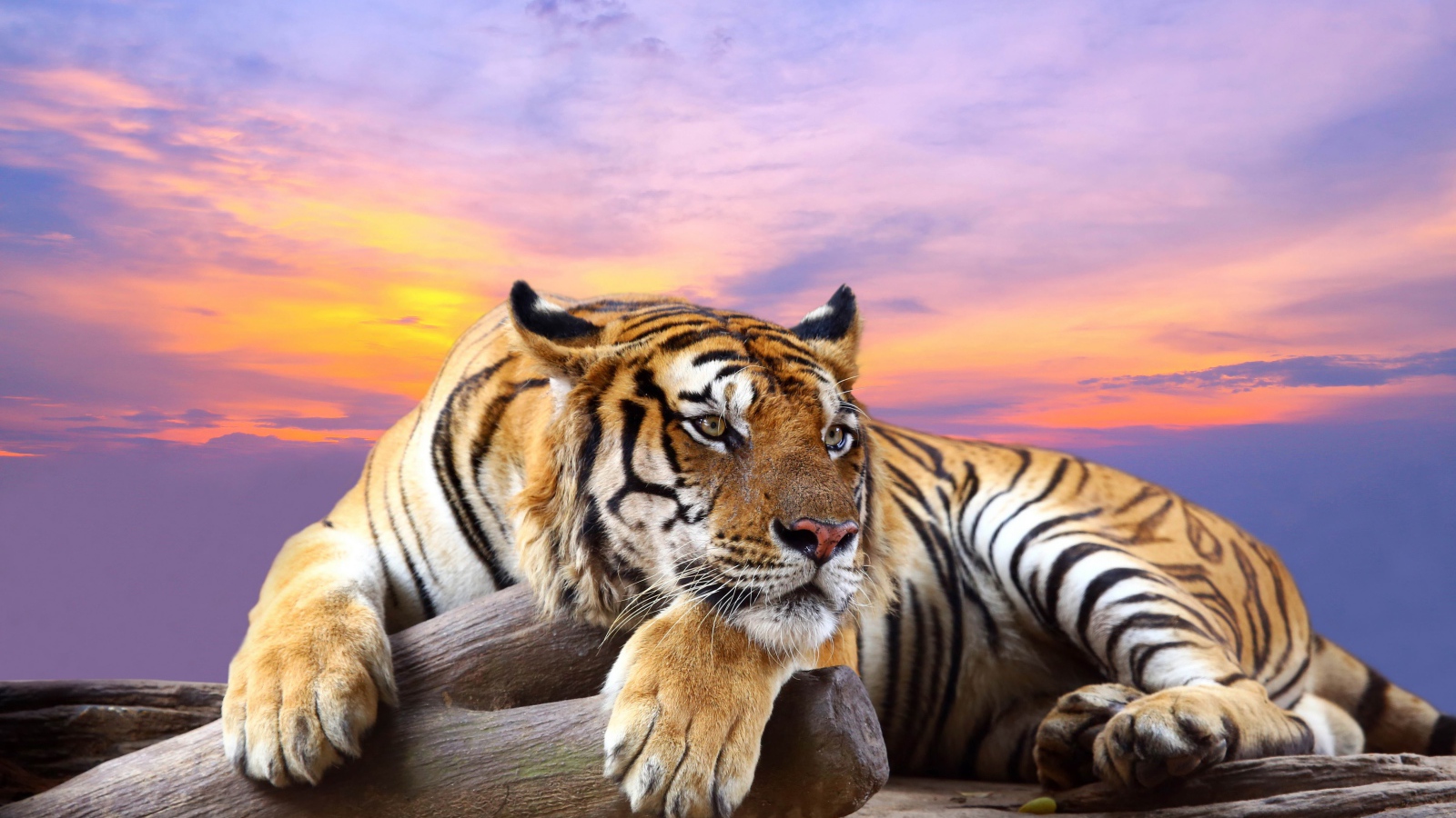 Полосатый тигр лежит сухом дереве на фоне красивого неба