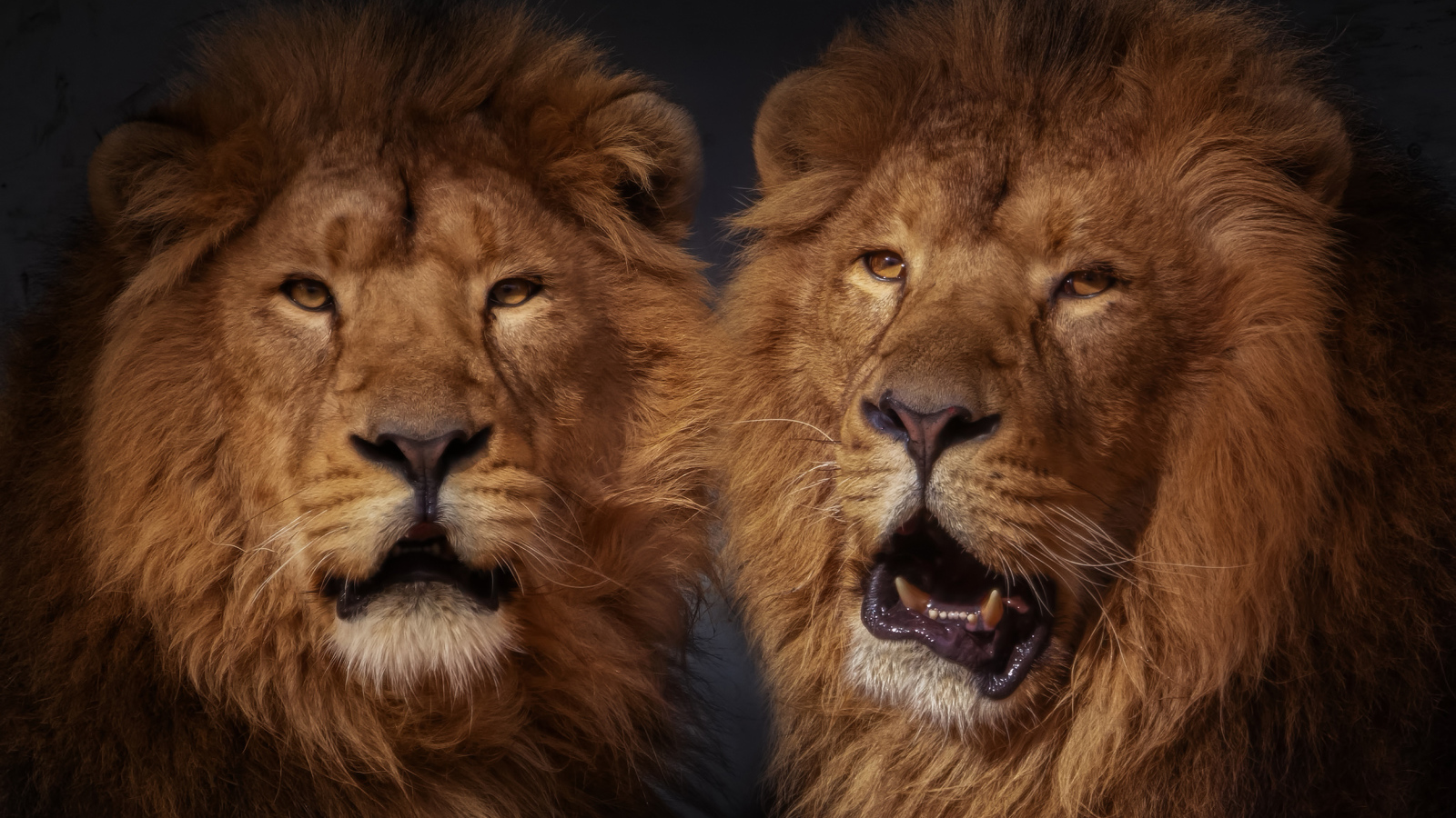 Два больших пушистых льва 