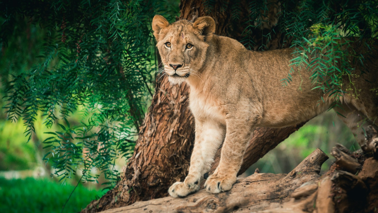 Молодая львица стоит на дереве 