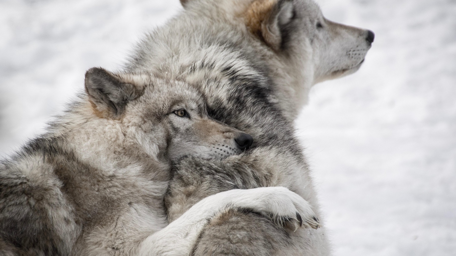 Pair of gray wolves in the snow in winter