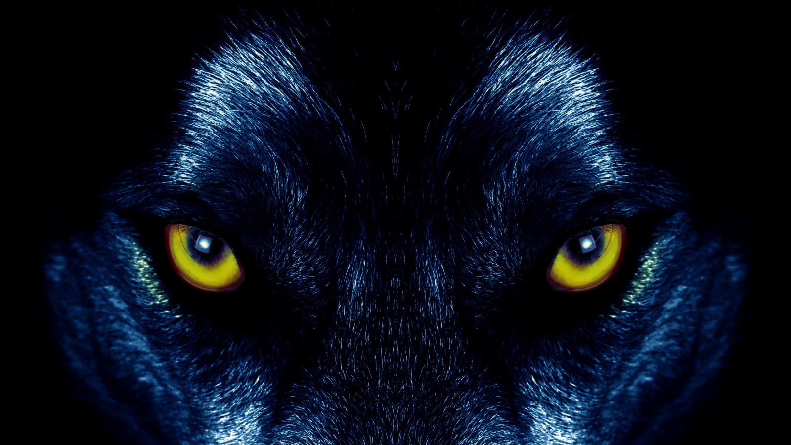 Желтые глаза черного волка крупным планом