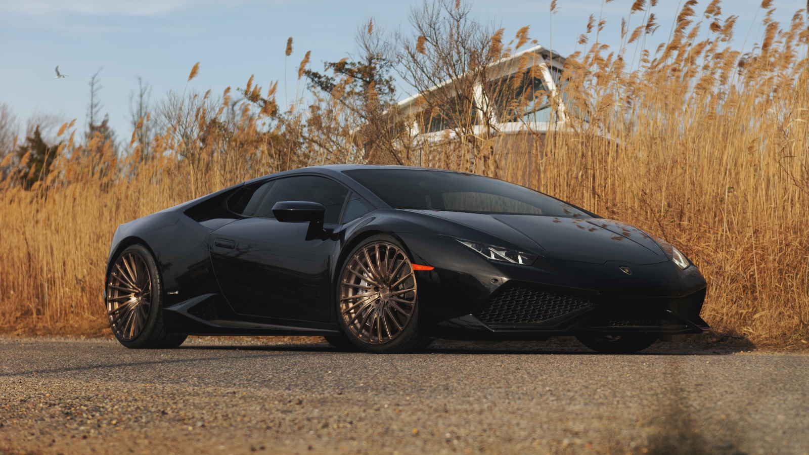 Черный автомобиль Lamborghini Huracan на фоне камыша