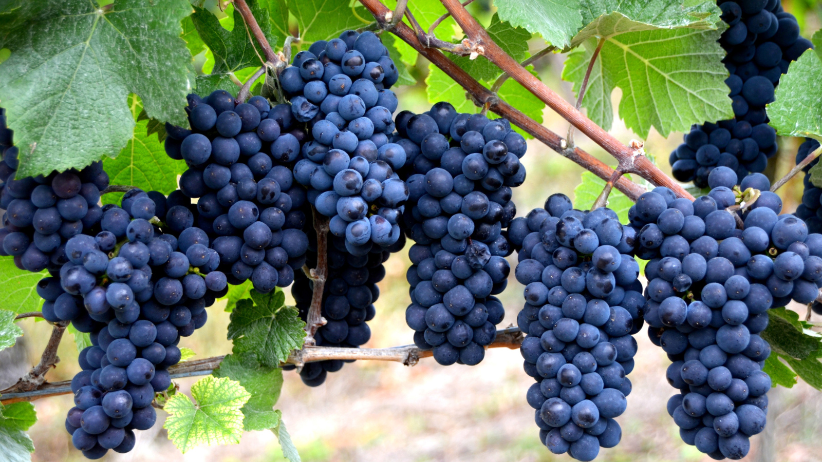 Красивые грозди синего винограда на лозе