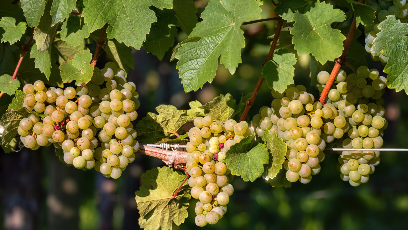 Гроздья красивого белого винограда на лозе