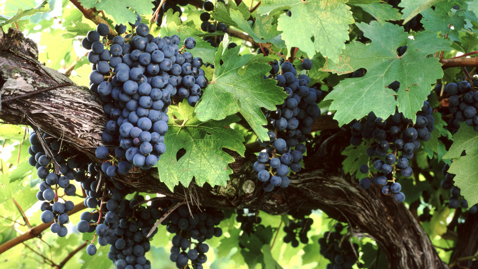 Большие гроздья синего винограда в зеленых листьях 