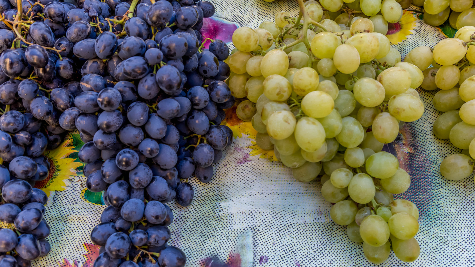 Большие гроздья синего и белого винограда на столе